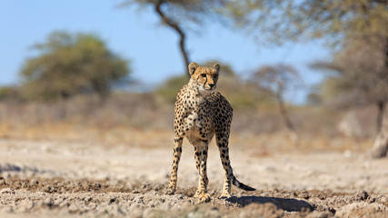 Gepard © Andreas Edelmann