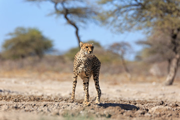 Gepard © Andreas Edelmann