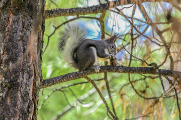 Obraz premium Squirel 13