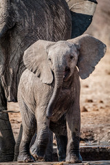 Fototapeta na wymiar Elephant Calf