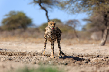 Gepard © Andreas Edelmann