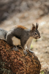 Squirel 6