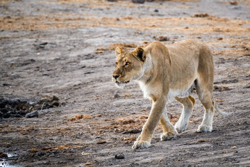 Fototapeta na wymiar Hunting Lioness