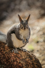 Fototapeta premium Squirel 5