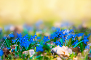 spring forest glade with blue flowers