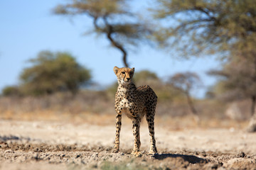 Gepard © Andreas Edelmann