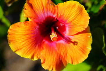 Red and orange hibiscus flower in bloom