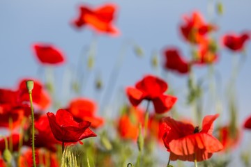 Fototapeta na wymiar closeup red poppy field