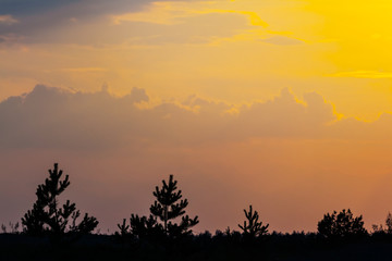 pine forest silhouette on the evening sky background
