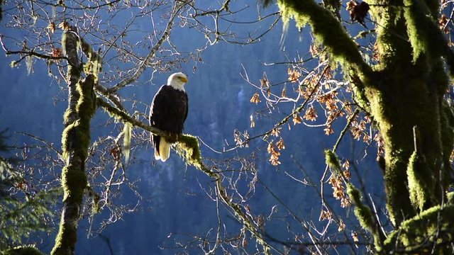 American Bald Eagle sitting/ perched proud on a mossy tree branch looking around in front of forest blueish background.