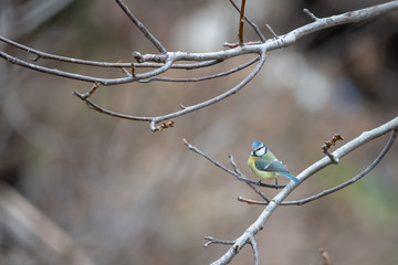 Mavi baştankara » Eurasian Blue Tit » Cyanistes caeruleus