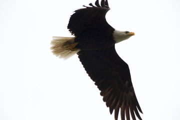 Bald Eagle in clouds in Alaska
