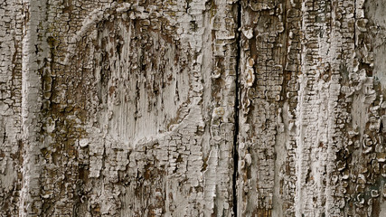 Fototapeta premium Pattern of wooden old wall with white peeling. Horizontal pattern of wooden grunge white wall with scratches, cracks and peeling paint
