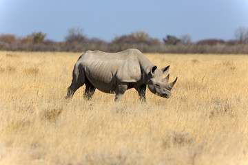 Obraz premium Spitzmaulnashorn