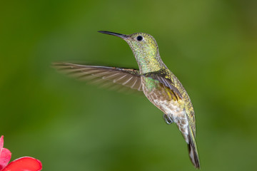 Scaly-breasted hummingbird in flight
