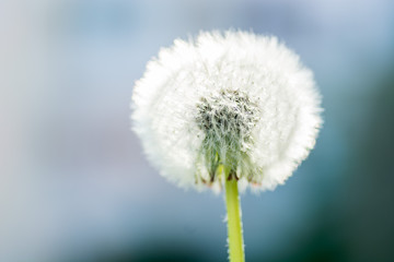 Close up picture of a single dandelion flower, macro, shallow depth of field, selective focus