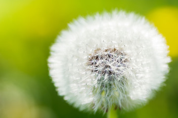 Close up picture of a single dandelion flower on green blurred background, macro, shallow depth of field