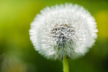 Close up picture of a single dandelion flower, macro, shallow depth of field, selective focus
