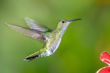 Plakat White-necked jacobin hummingbird in flight