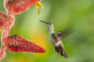 Scaly-breasted hummingbird in flight © Wim