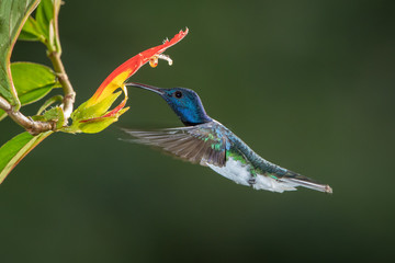 White-necked jacobin hummingbird in flight