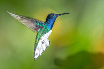 White-necked jacobin hummingbird in flight