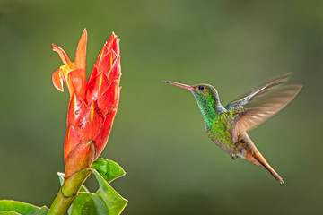 Rufous-tailed hummingbird in flight