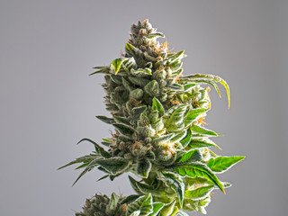 Recreational Marijuana Plant Bud Isolated White Background