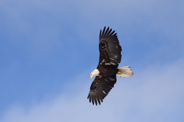 American Bald Eagle in Homer Alaska, USA