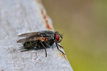 Flys and Hoverflys