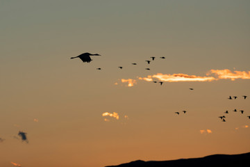 Naklejka na ściany i meble Sandhill Cranes silhouetted against the setting sun at Bosque Del Apache National Wildlife Refuge