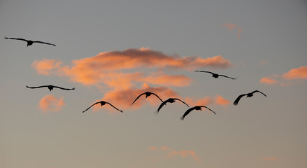 Sandhill Cranes silhouetted against the setting sun at Bosque Del Apache National Wildlife Refuge