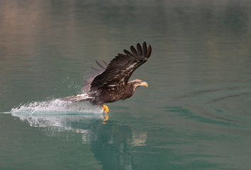American Bald Eagle in Homer Alaska, USA