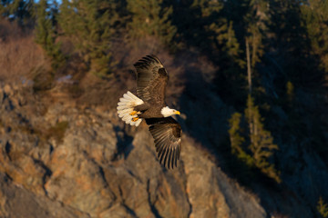 American Bald Eagle in Homer Alaska, USA