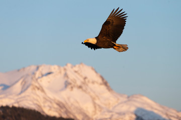 American Bald Eagle in Homer Alaska, USA