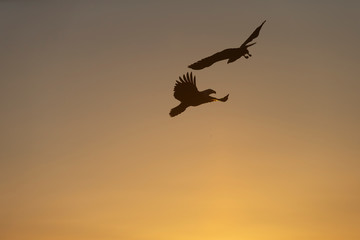 Fototapeta na wymiar American Bald Eagle in Homer Alaska, USA