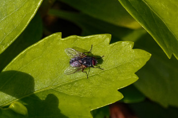 Flys and Hoverflys