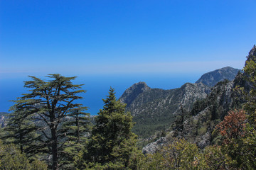 Fototapeta na wymiar the sea, pine forest and mountains-it's the Lycian way