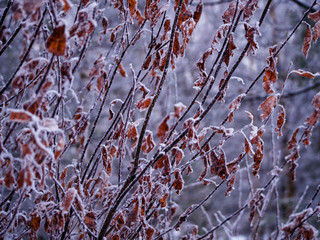 branch of a tree in winter with hoarfrost and brown leaves