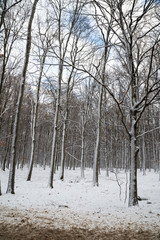 beautiful snowy landscape