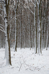 beautiful snowy landscape