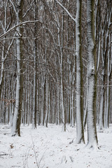 Fototapeta premium beautiful snowy landscape