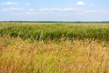 Grassland country landscape