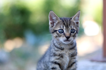 Tiny brown tabby kitten sitting and playing in the garden. Selective focus. 