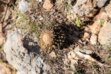 acorn of Quercus macrolepis, the Valonia oak