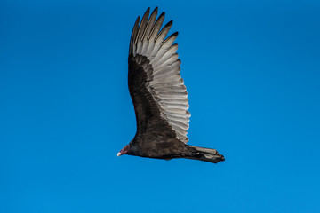 Turkey Vulture bird flying with wings spread against blue sky while scavenging for food in the morning hours.