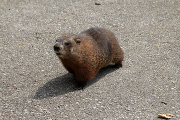 Gopher on the road