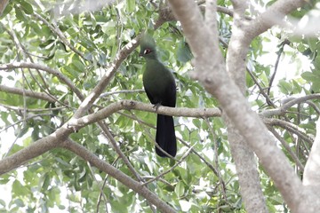 Guinea Turaco (Tauraco persa) on a branch