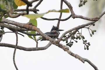 Giant Kingfisher (Megaceryle maxima) in a tree