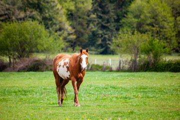A brown and white sorrel pinto horse with  bald face and heterochromia iridium eyes walking in a...
